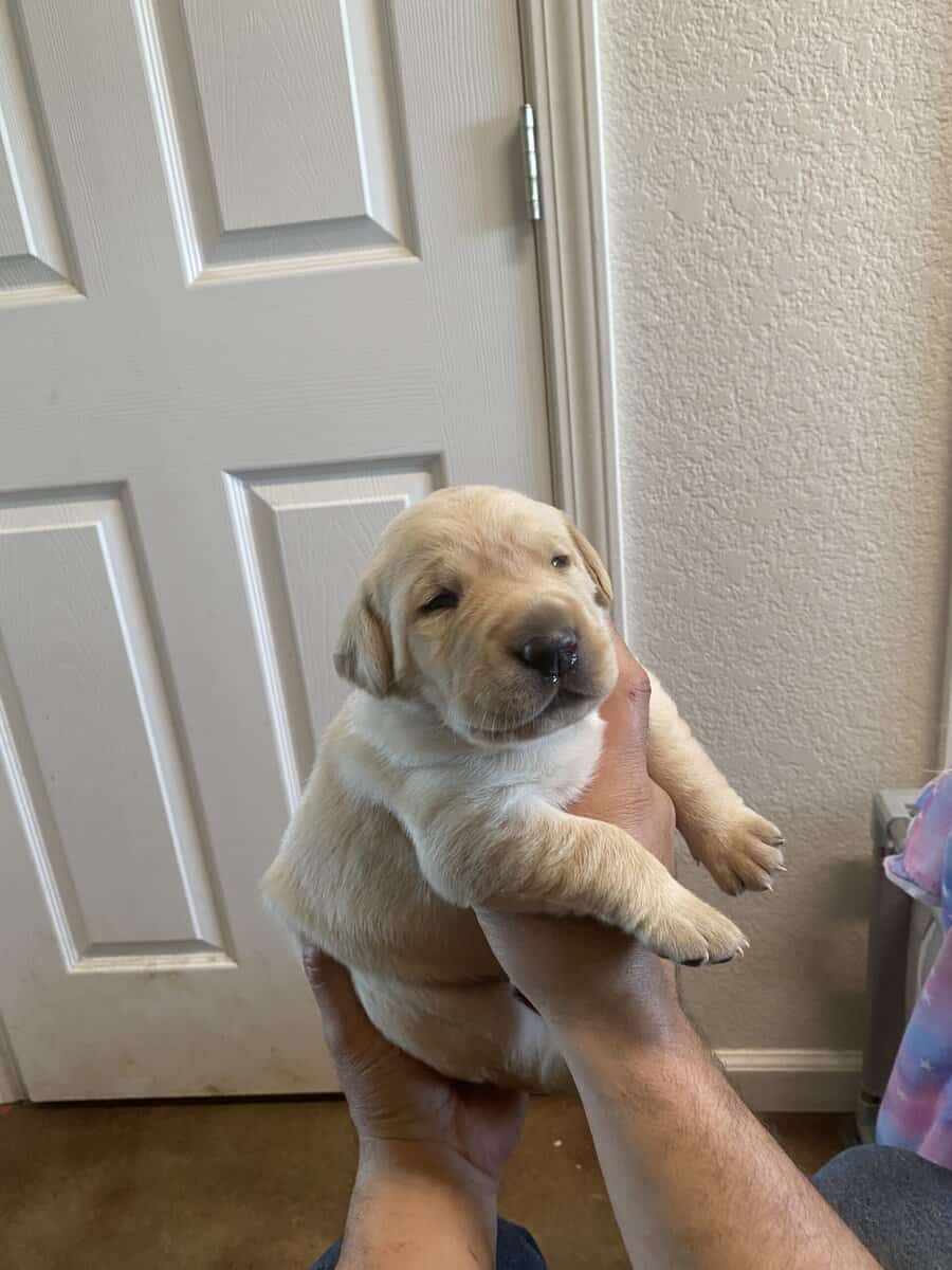 Lab Puppies For Sale image 8