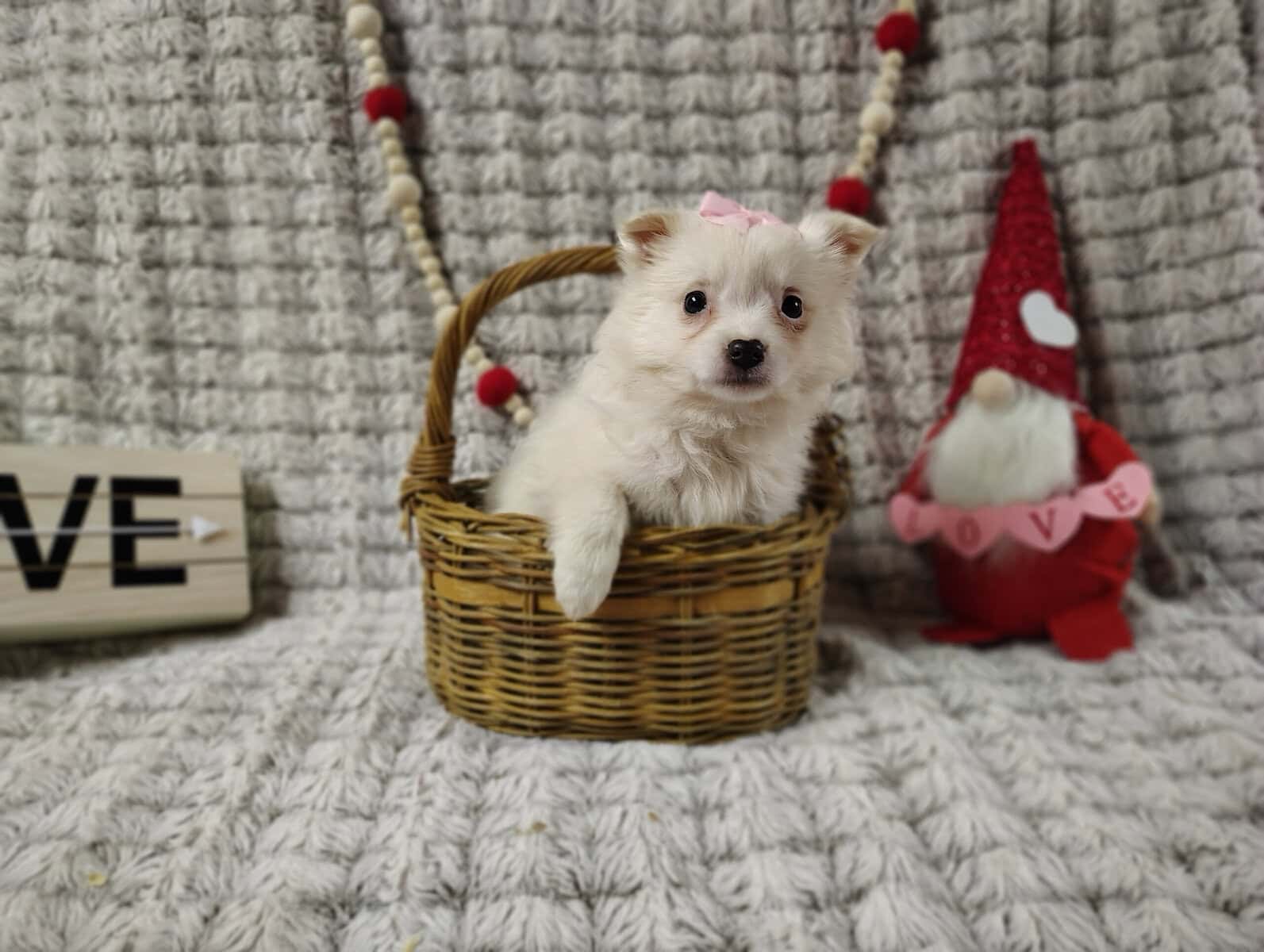 puppies, females available $350 Columbia city utd image 4