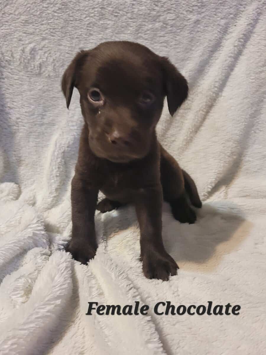 Lab Puppies image 10