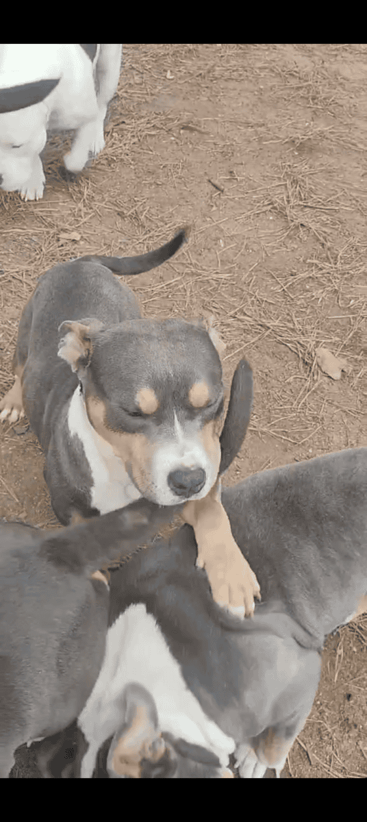 American Staff bred dog image 1