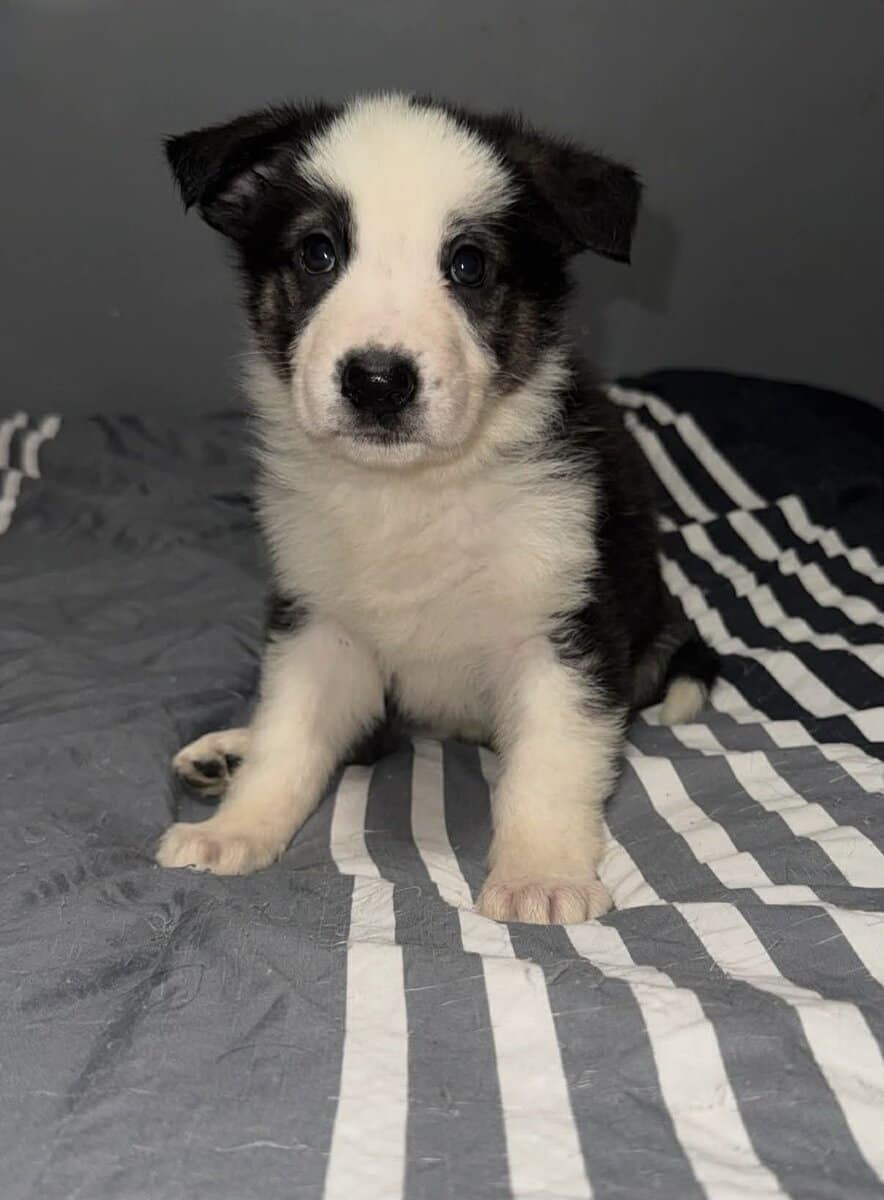 German Shepherd Puppies image 8