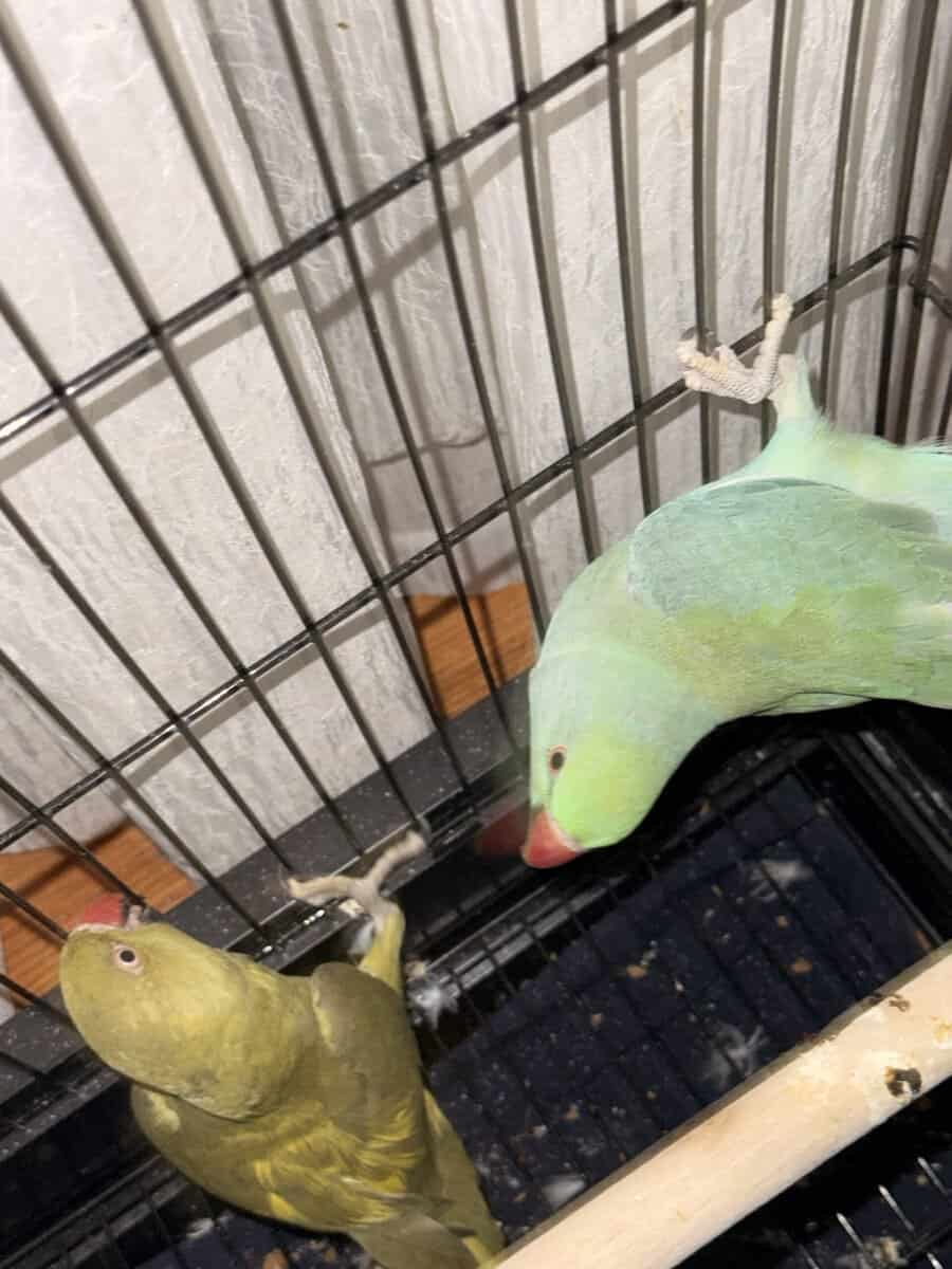 Ringneck Pair image 1