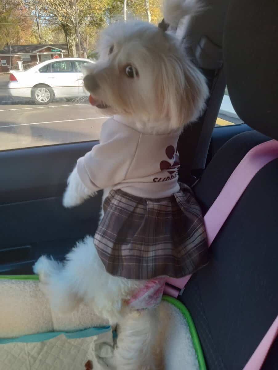Find a loving home for Chanel image 2