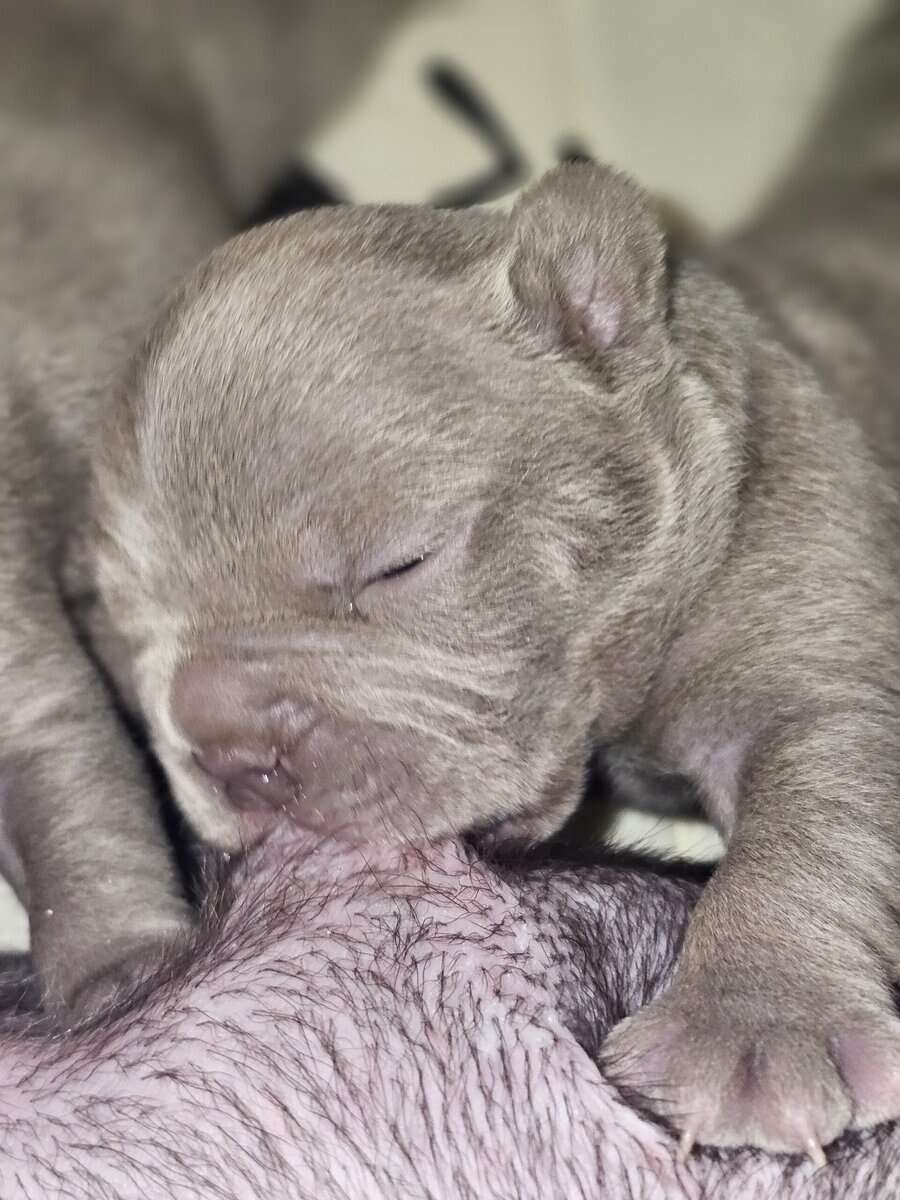 15/16 Frenchton = 94% Frenchies image 4