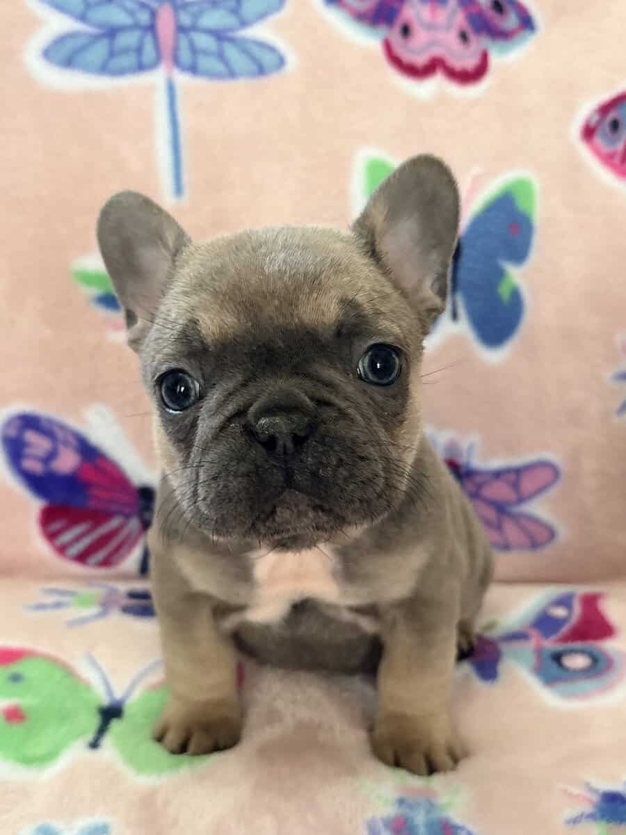 Female French bulldog image 5