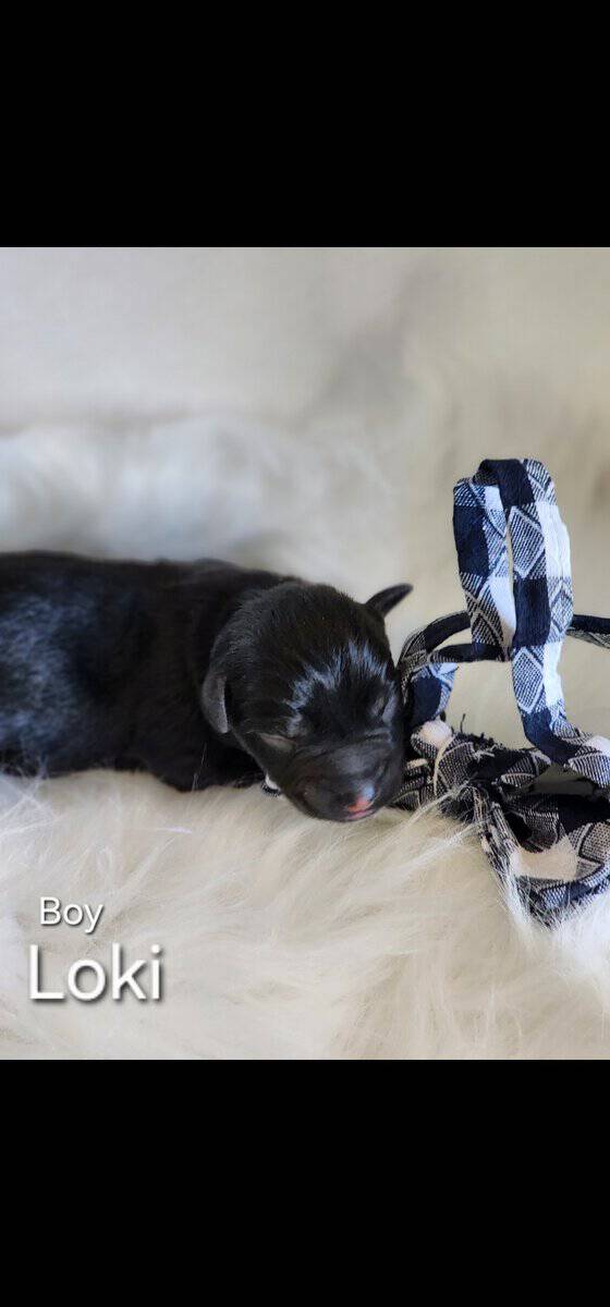 Miniature schnauzer loki image 1