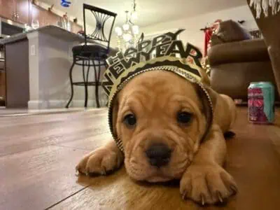 Shar Pei / Bull dog mix. Bull-Pei puppies