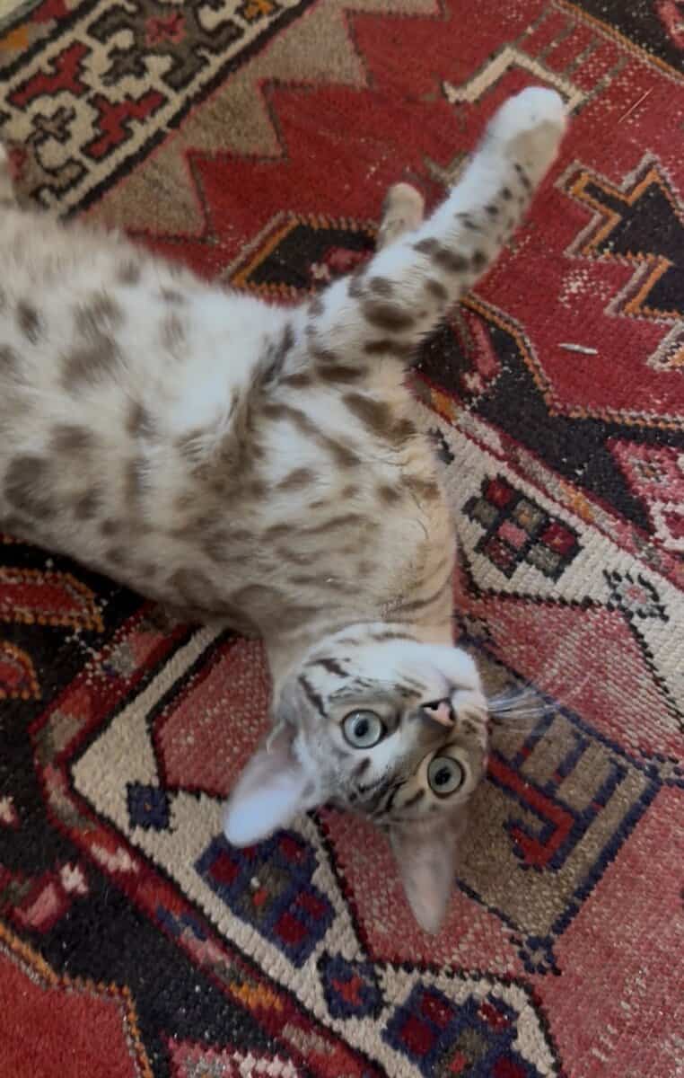 Bengal Cat 11 month old female for sale image 3