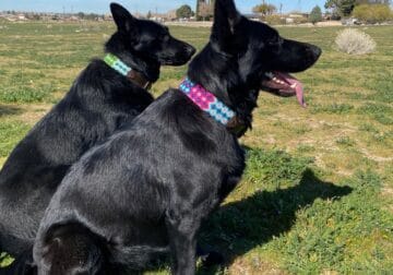 AKC German Sheperd Puppies Expecting in March