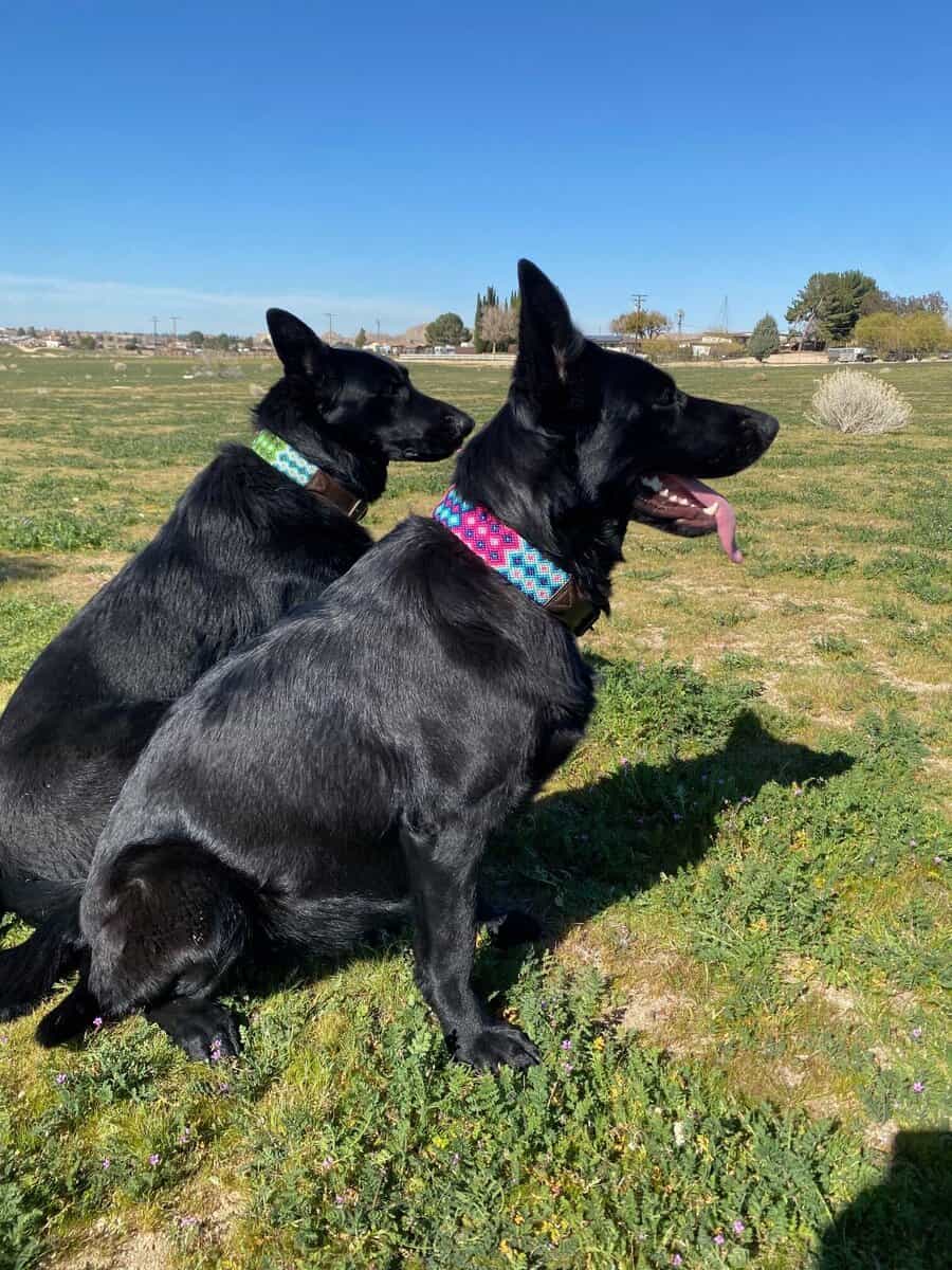 AKC German Sheperd Puppies Expecting in March image 2