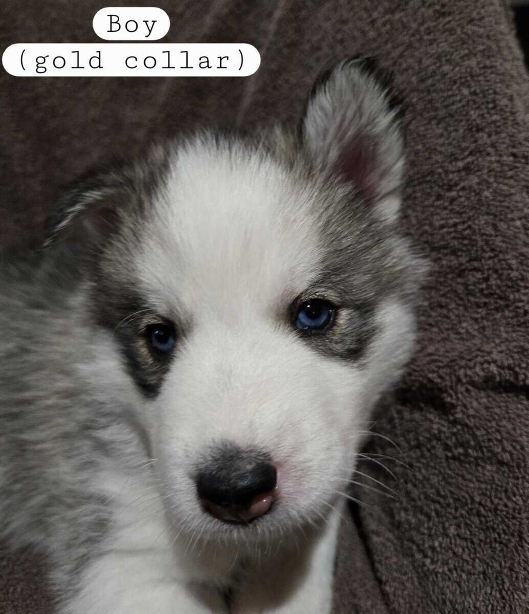Siberian Husky Puppies image 5