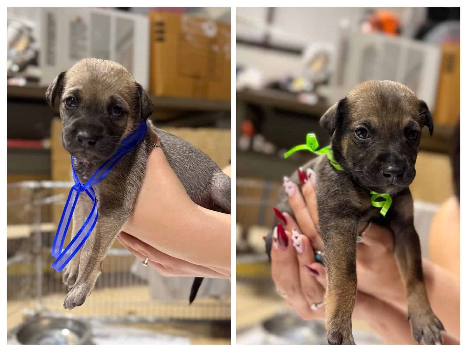 Puppies for sale or free to good homes image 2