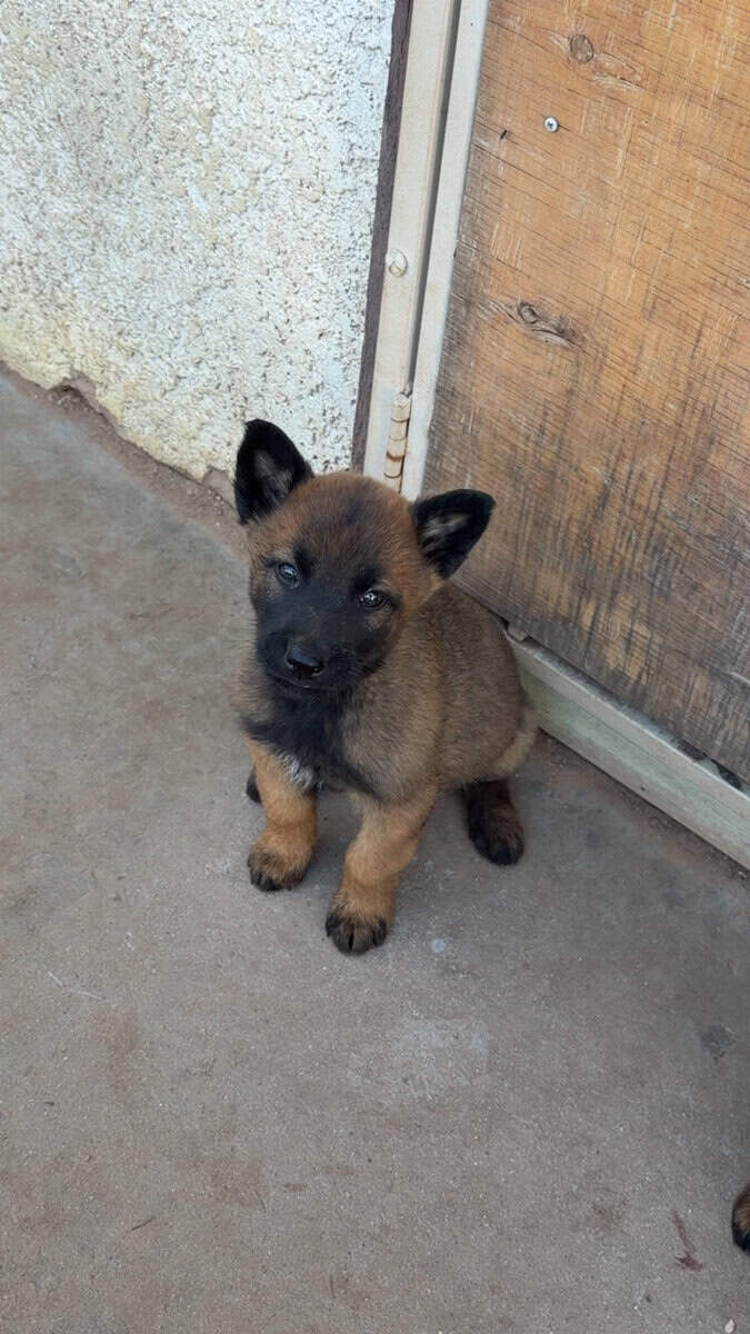 Belgian Malinois image 1