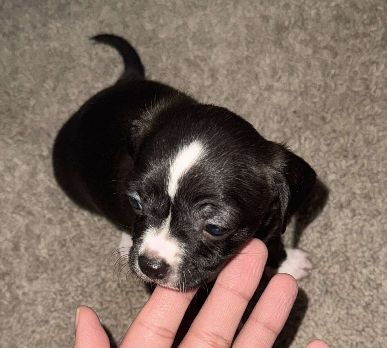Chihuahua with merle eye color different image 3