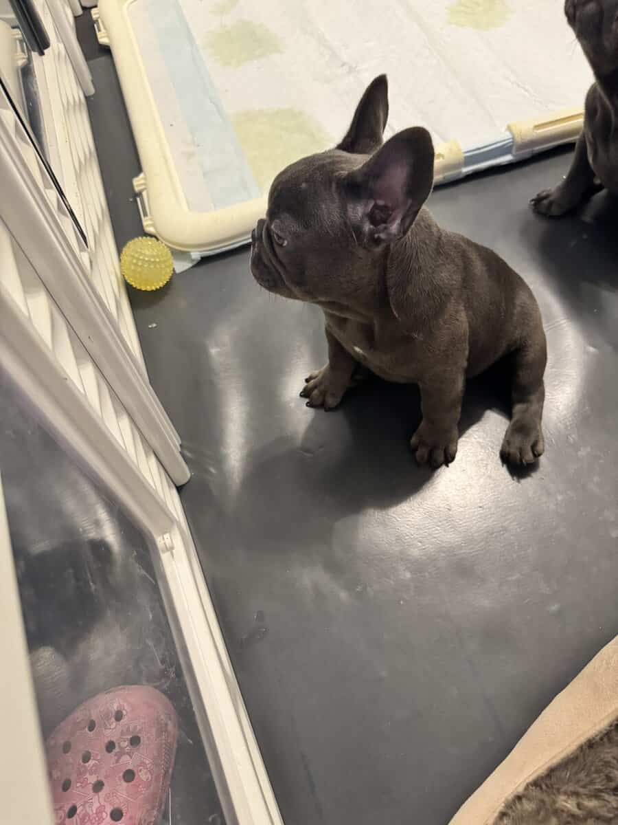 French bulldog AKC puppies image 7