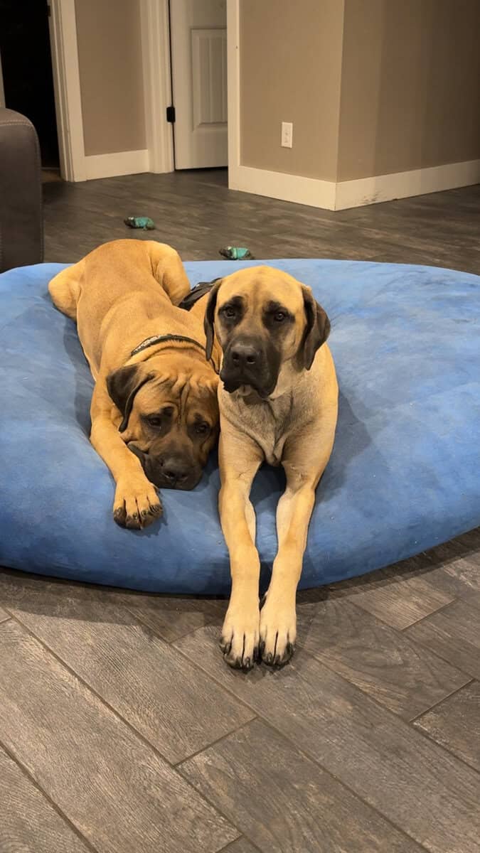 English mastiff puppies image 4