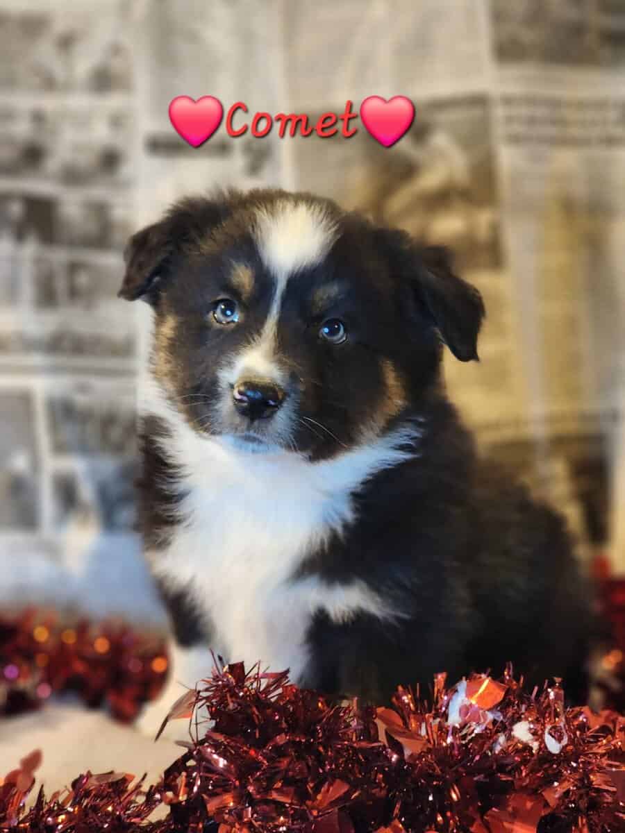 Australian Shepherds image 4