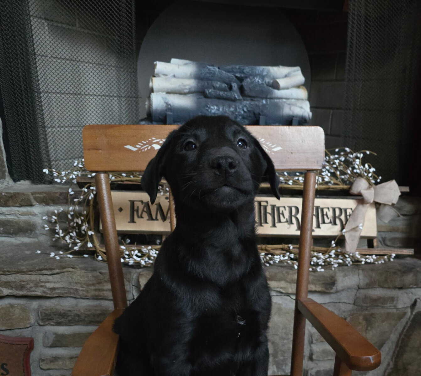 Lab pup image 2
