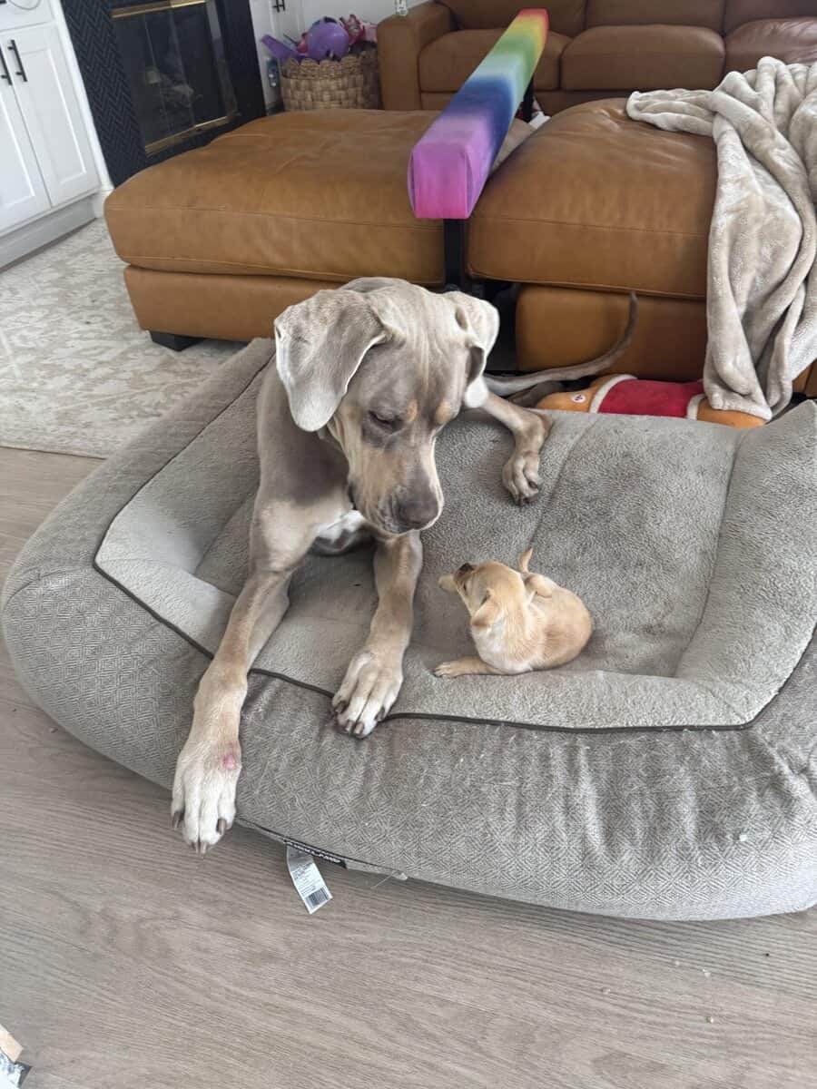 Great Dane Rehoming image 1