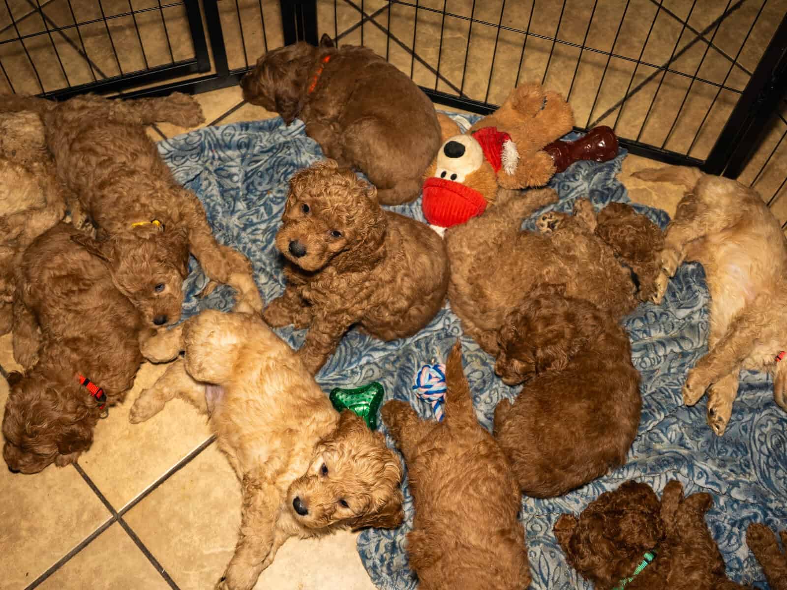 Nori - Home raised Female F1B Goldendoodle image 5