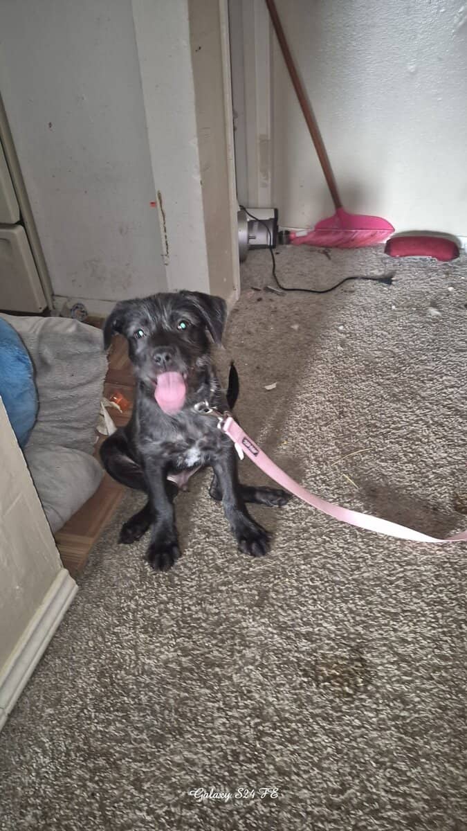 Small puppy 3 months NEEDS NEW HOME ! 👋 image 1