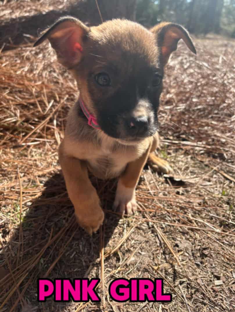 Aussie x Blackmouth Cur puppies for adoption image 8