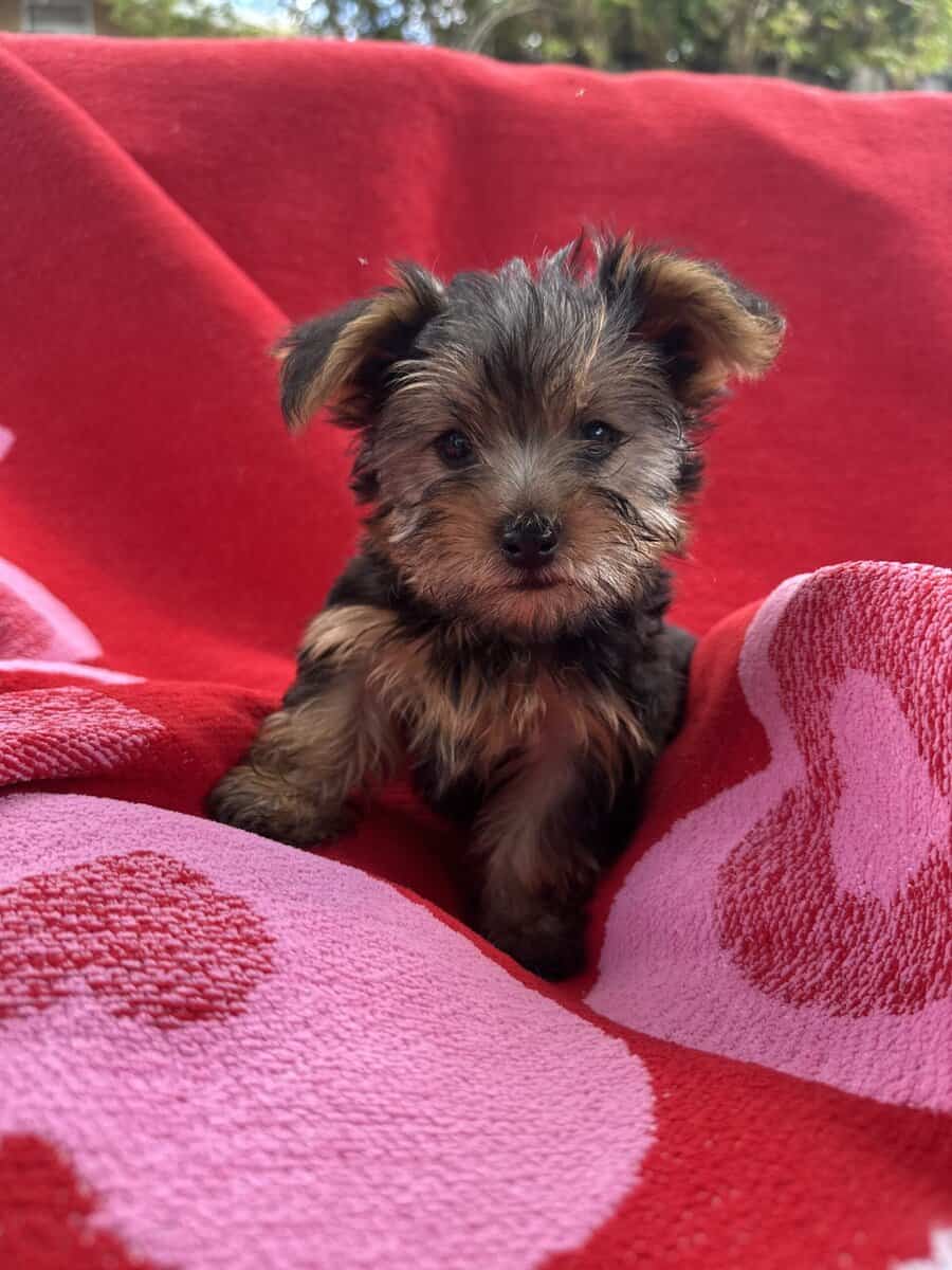 Yorkie puppies image 9
