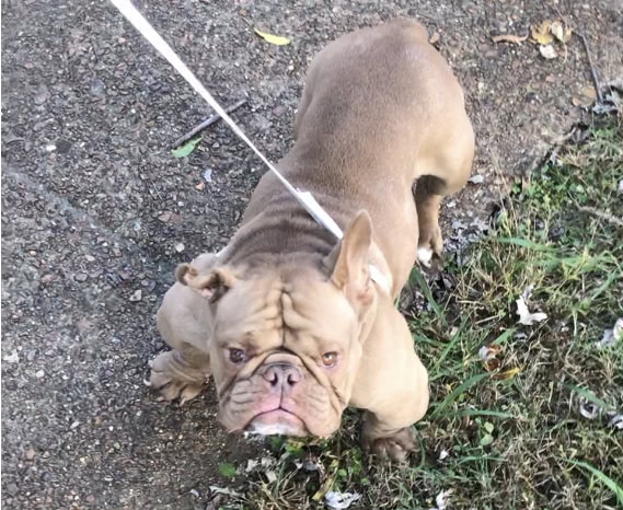 Male American Pocket Bully image 2