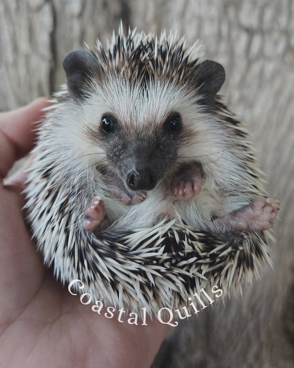 Baby Classic mask Algerian Grey Hedgehog image 1