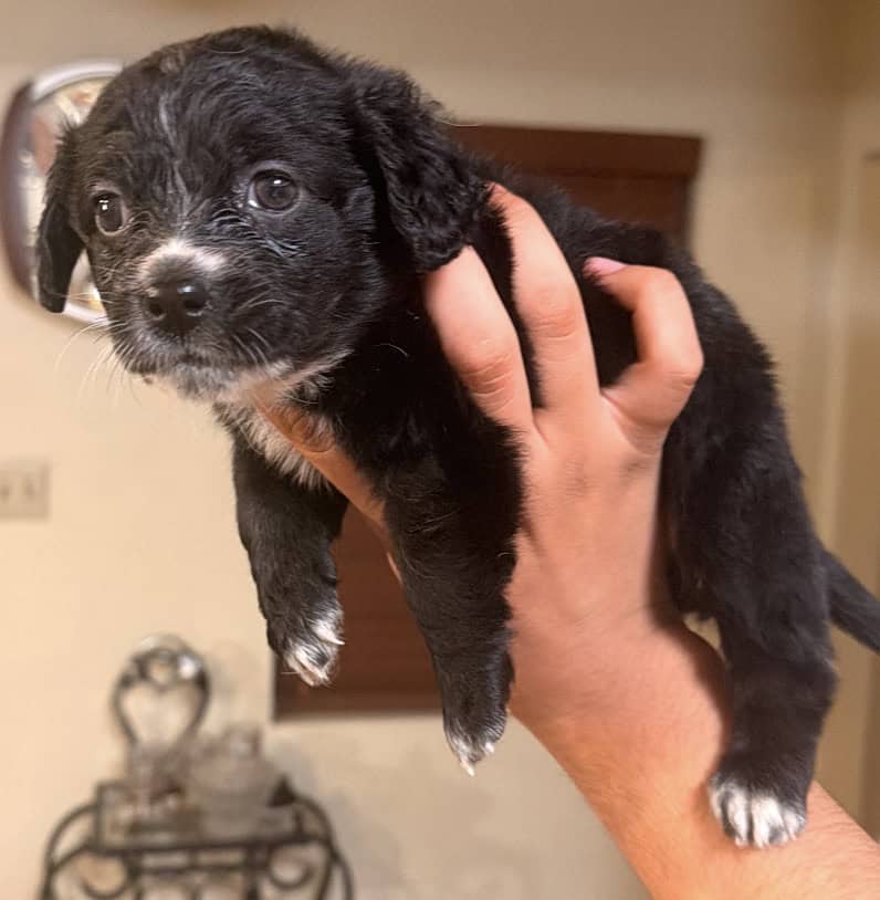 Puppies image 1