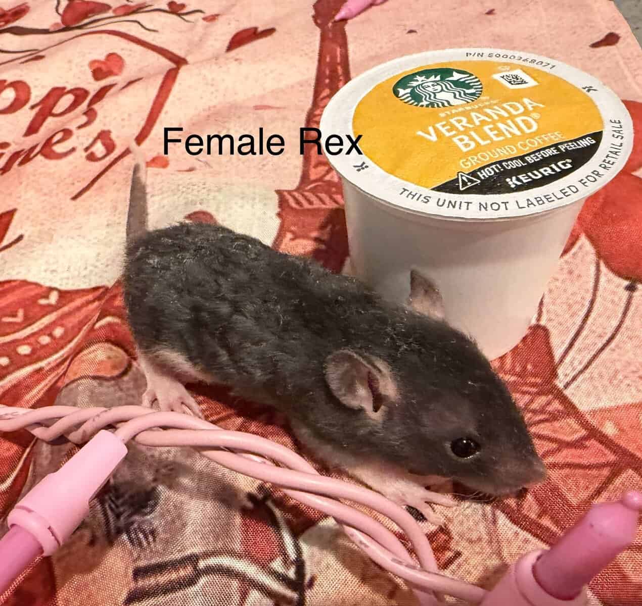 Fancy Rats! image 2