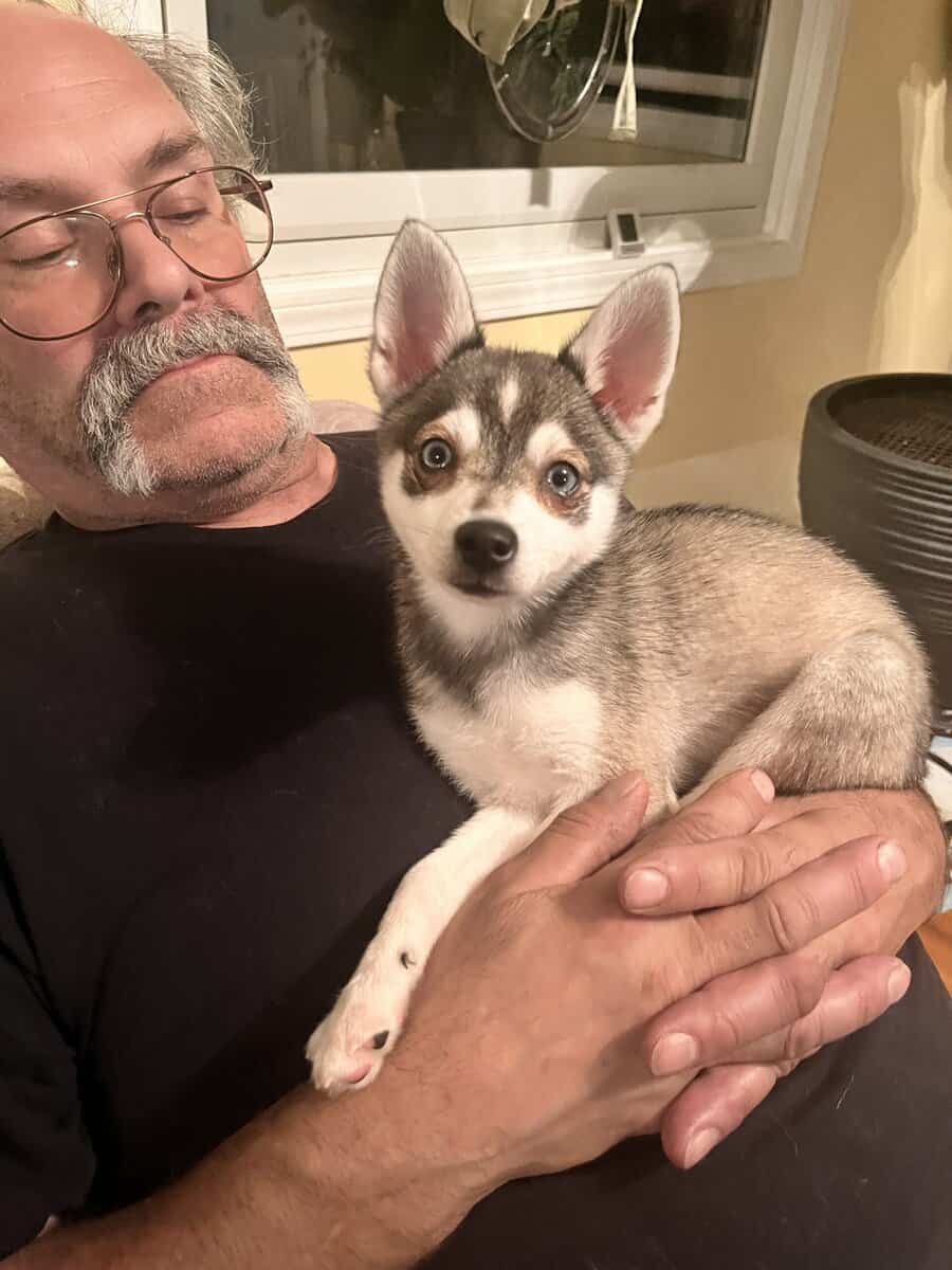 Cute Alaskan KleeKai image 1
