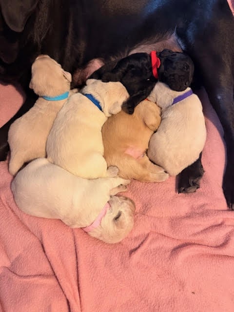 Labradoodle Puppies image 3