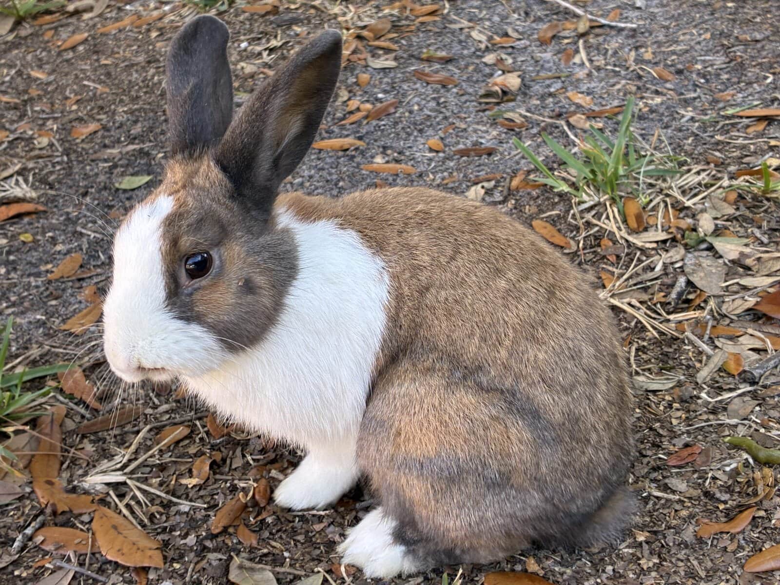 bonded rabbit pair image 2