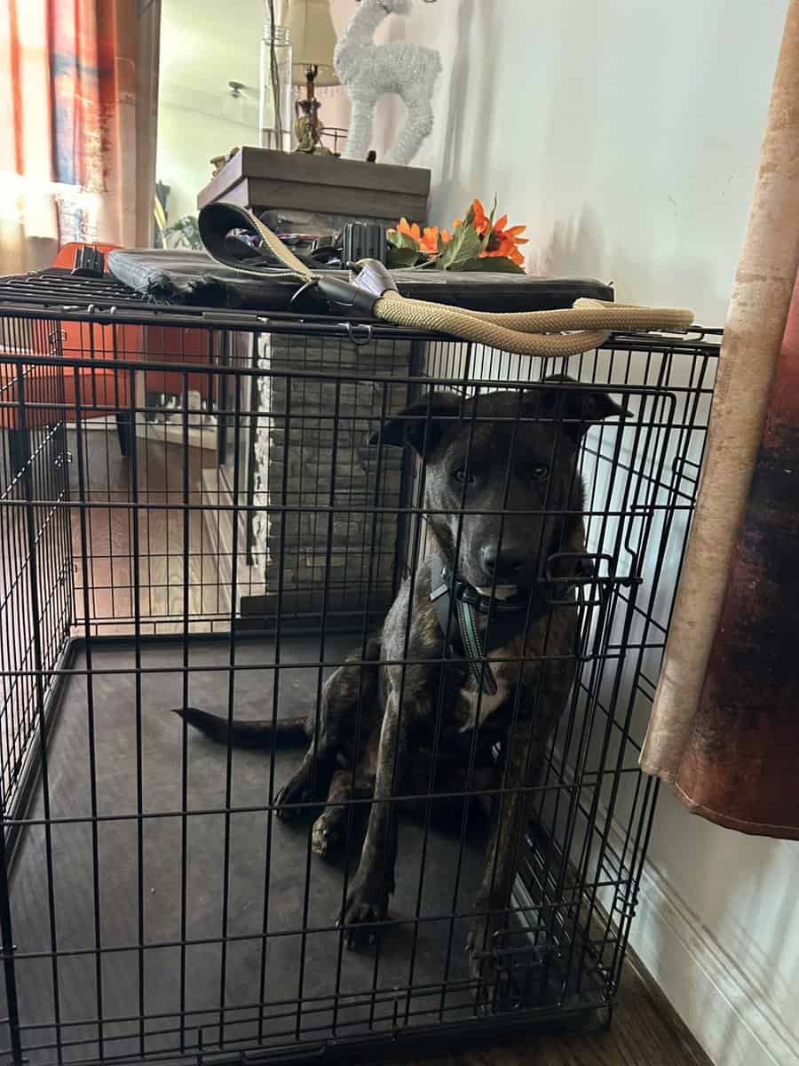Blaze needs a good home. image 1