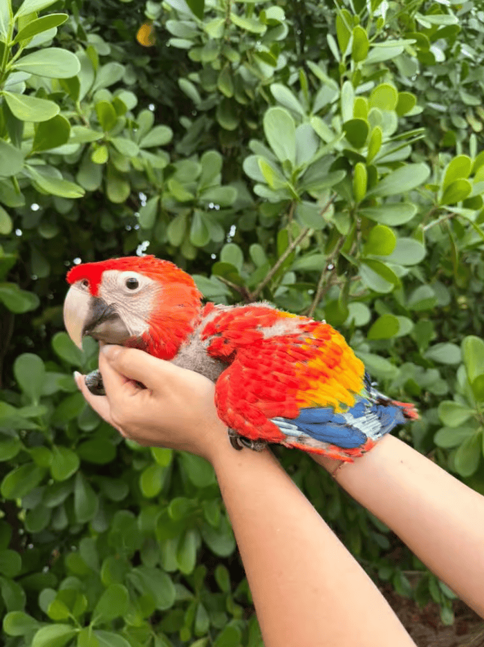 Scarlet Macaw babies image 1