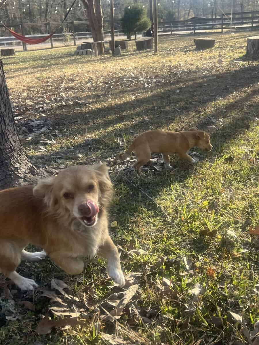 Chihuahua/dachsund image 11