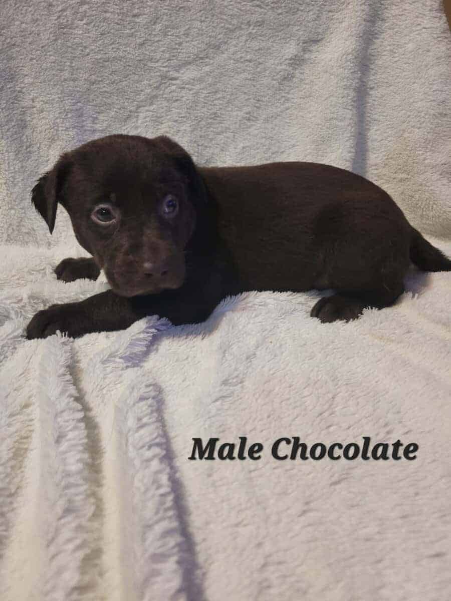 Lab Puppies image 11