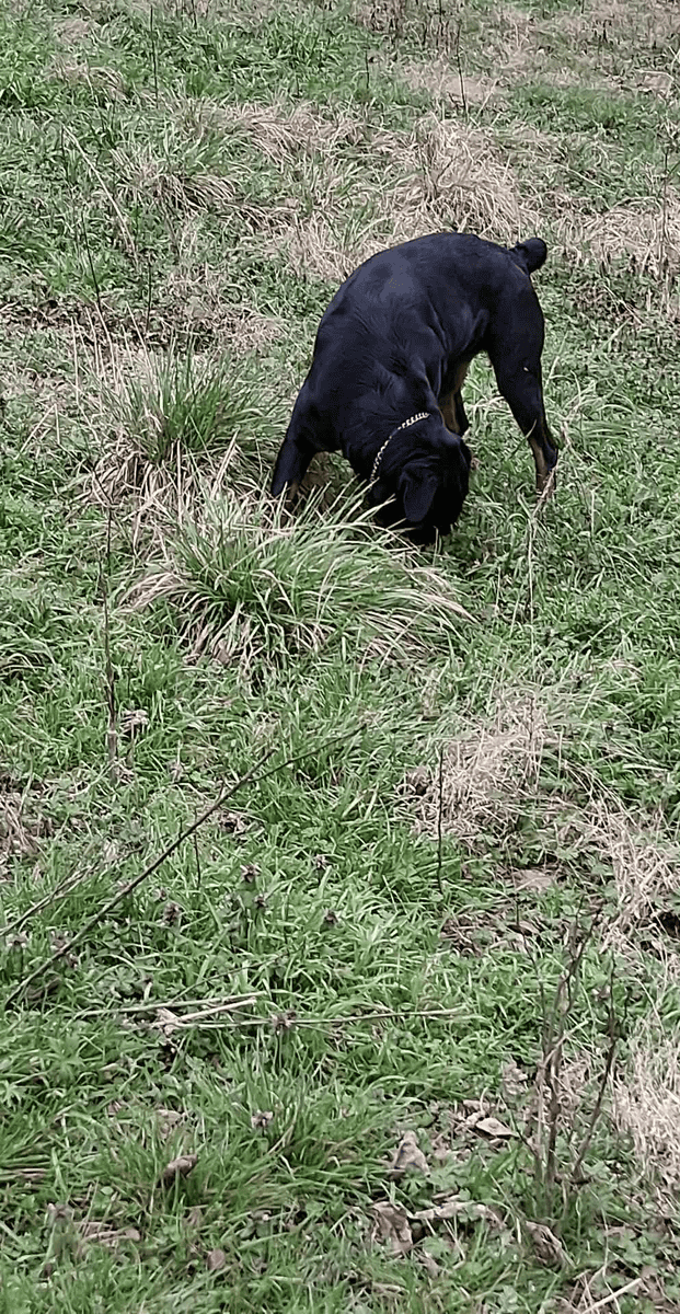 She needs a loving home! image 3