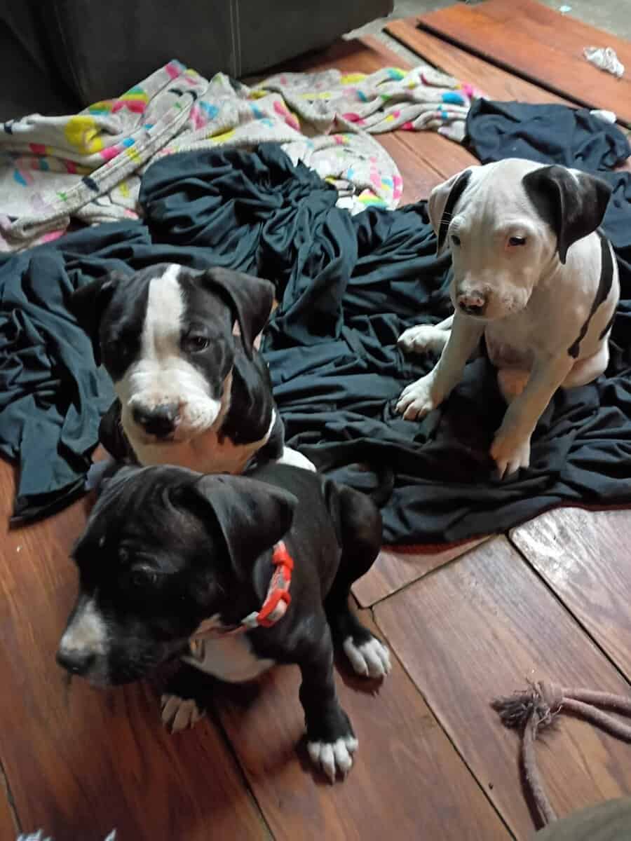 9 week old American bully image 3