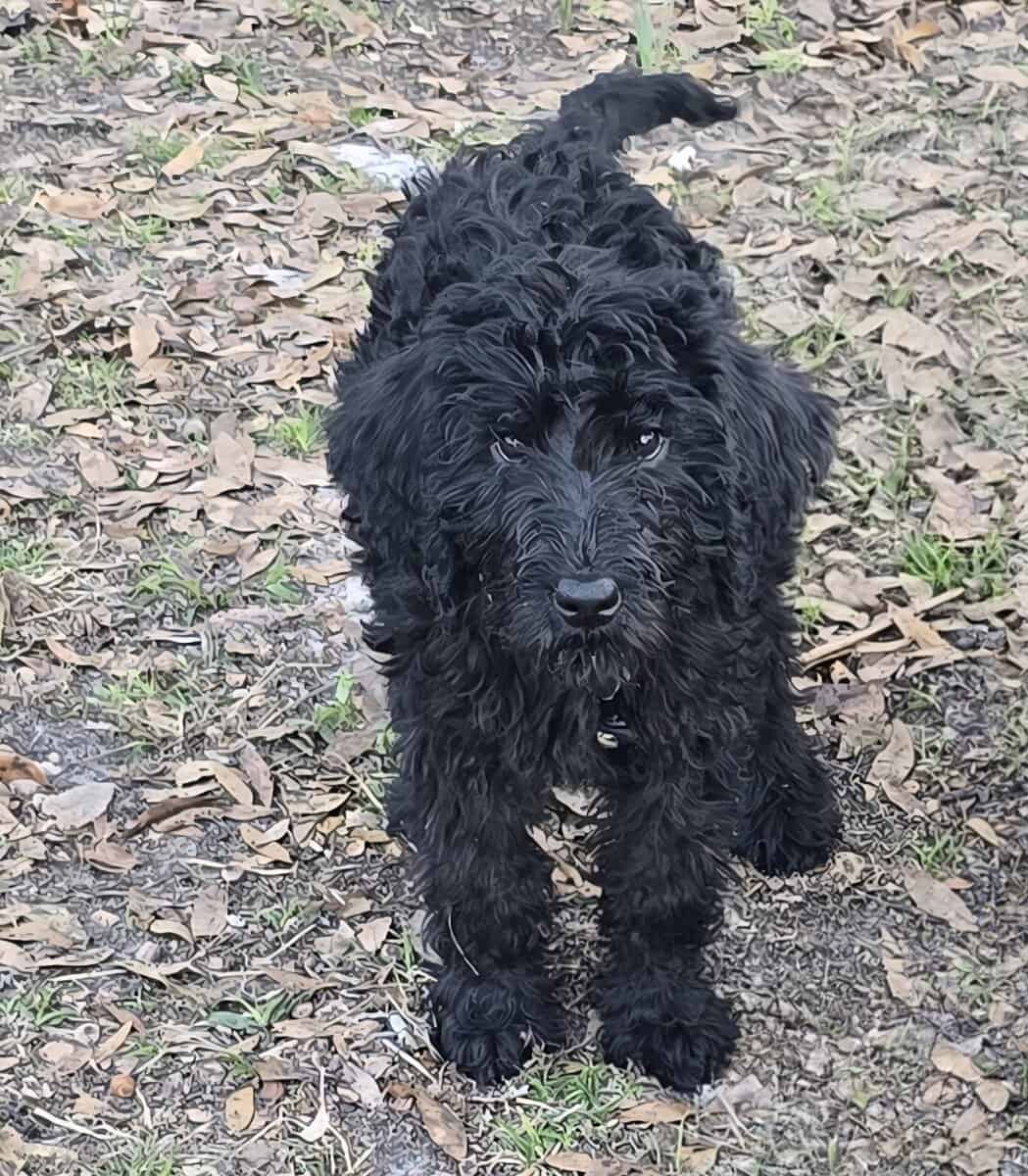 Labradoodles image 2