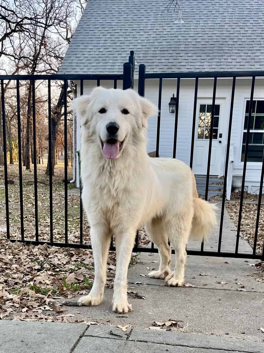 Great Pyrenees image 1