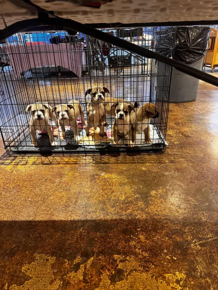 Ole English Bulldogge “blue ribbon”for sale image 3