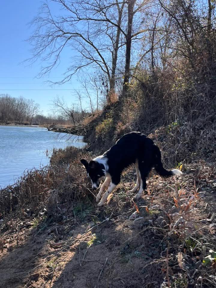 Female border collie mix 8 months old Free image 2
