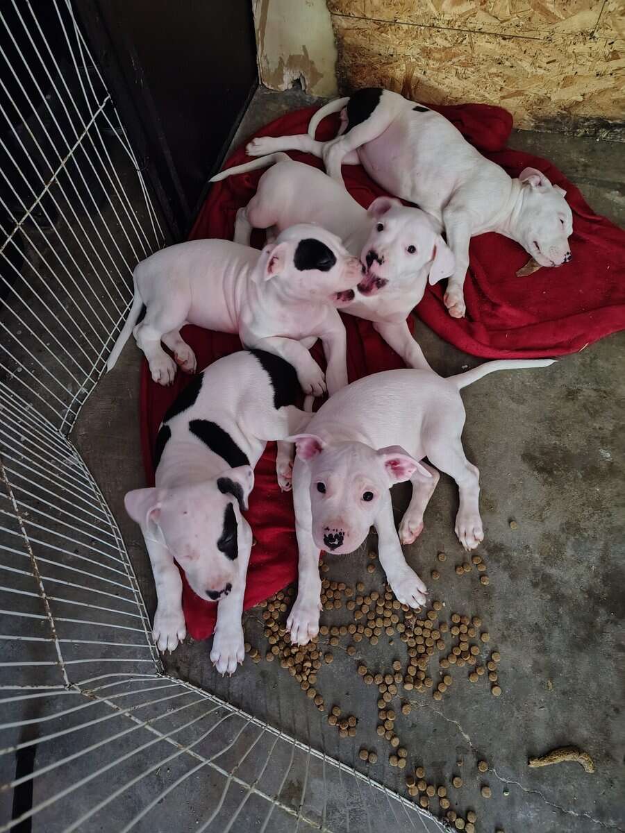 10 Week Dogo Argentino/ Colby Pitbull Puppies image 1
