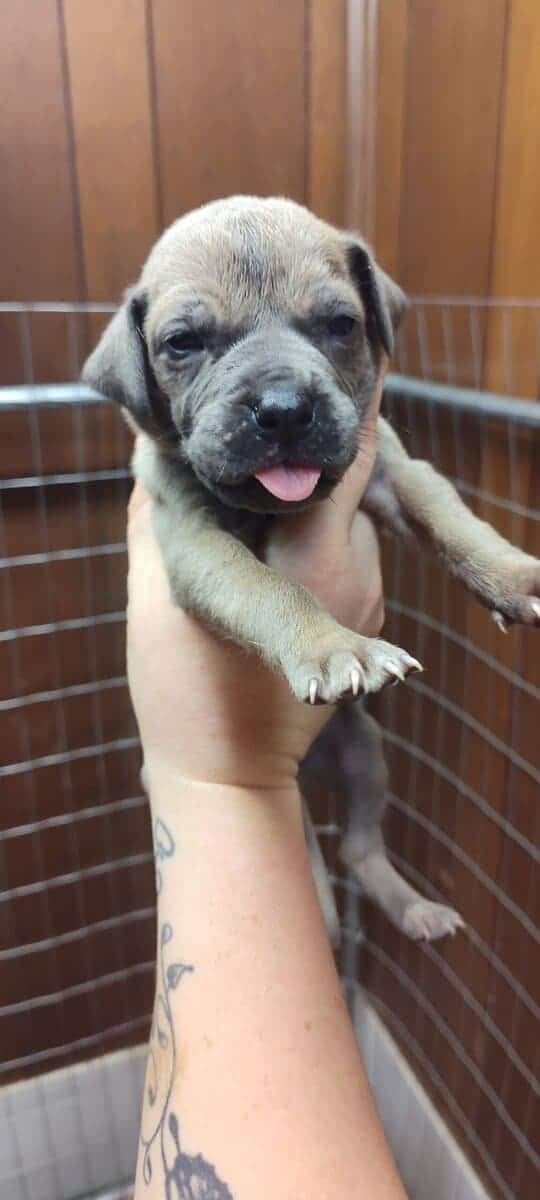 Great Dane puppies image 2