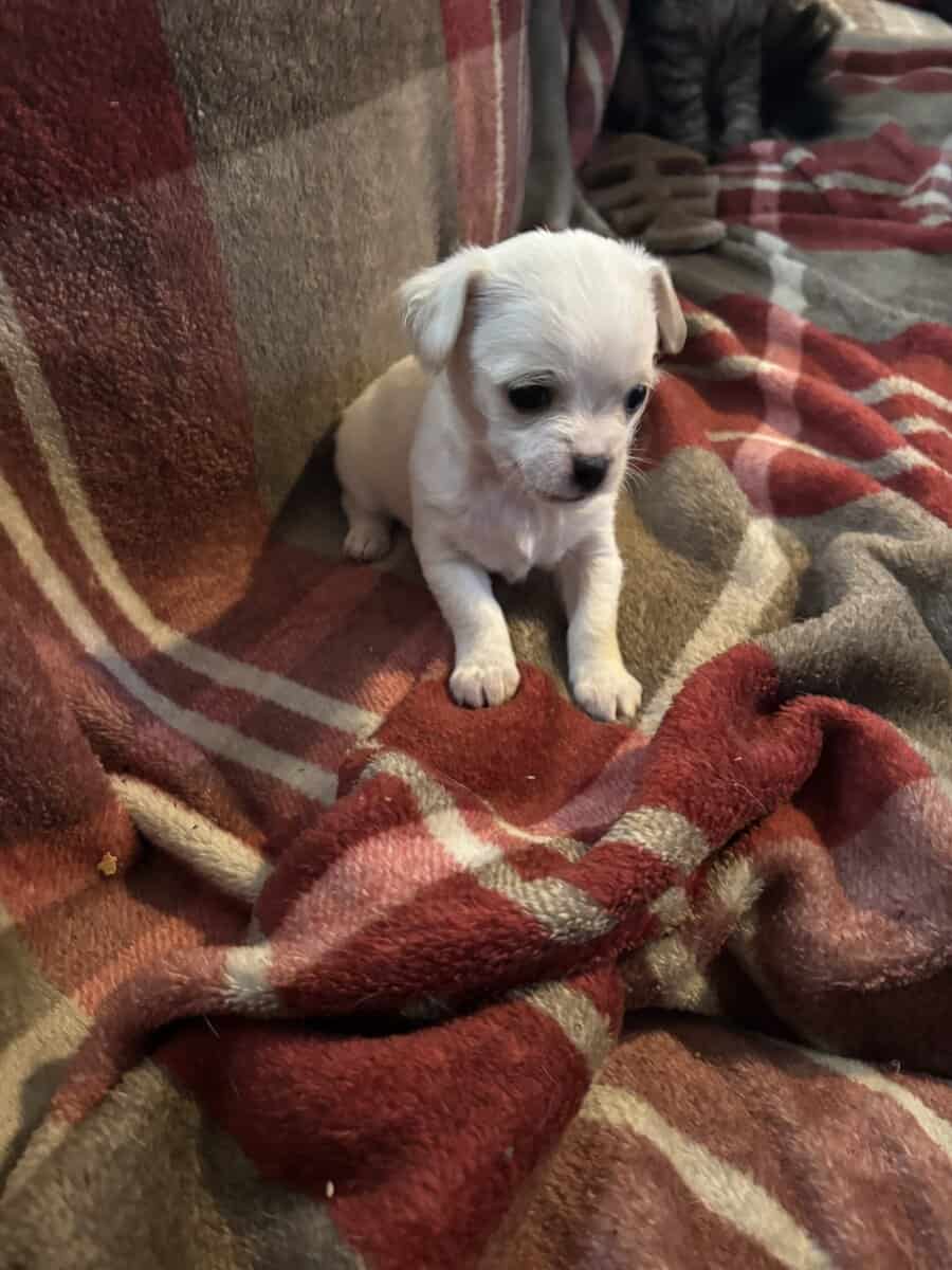 Shichi puppies image 1