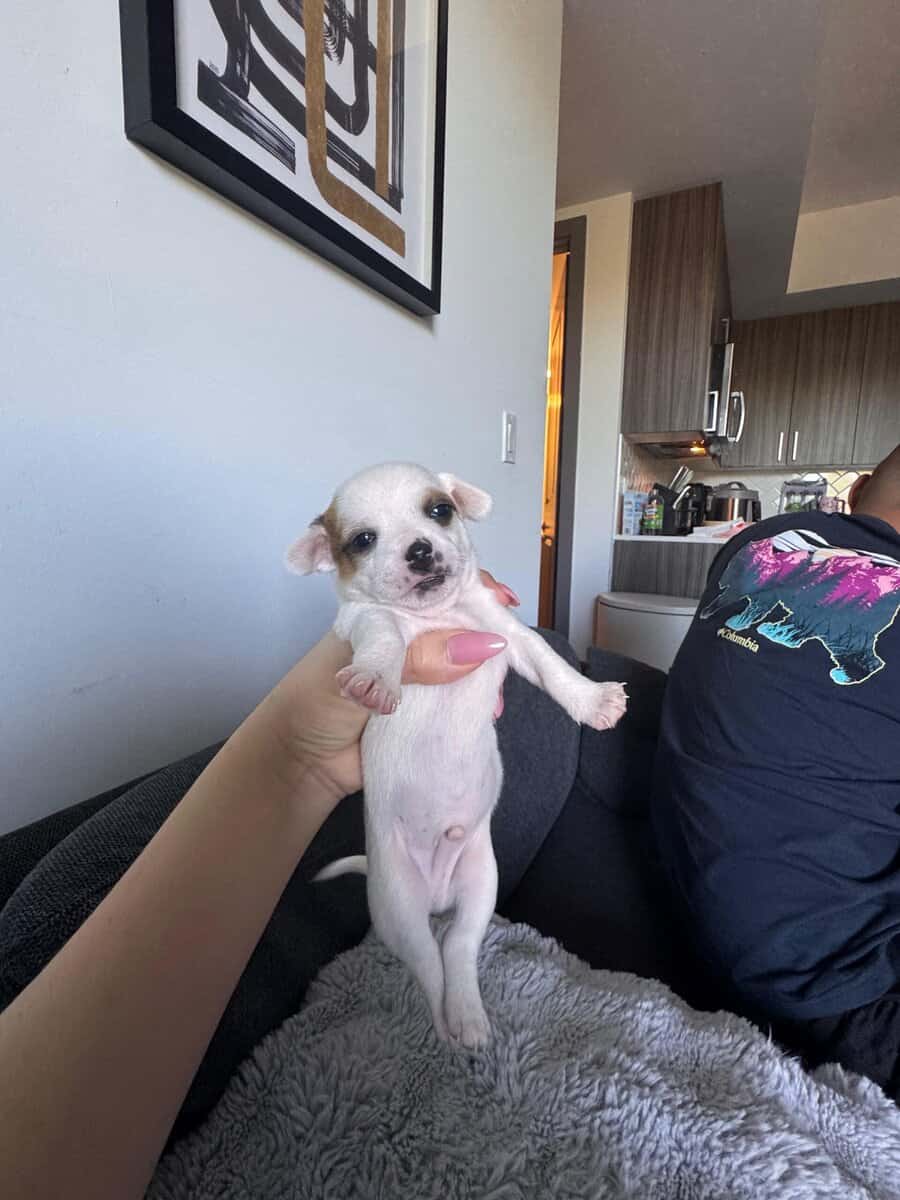 Beautiful Chihuahua puppies image 3