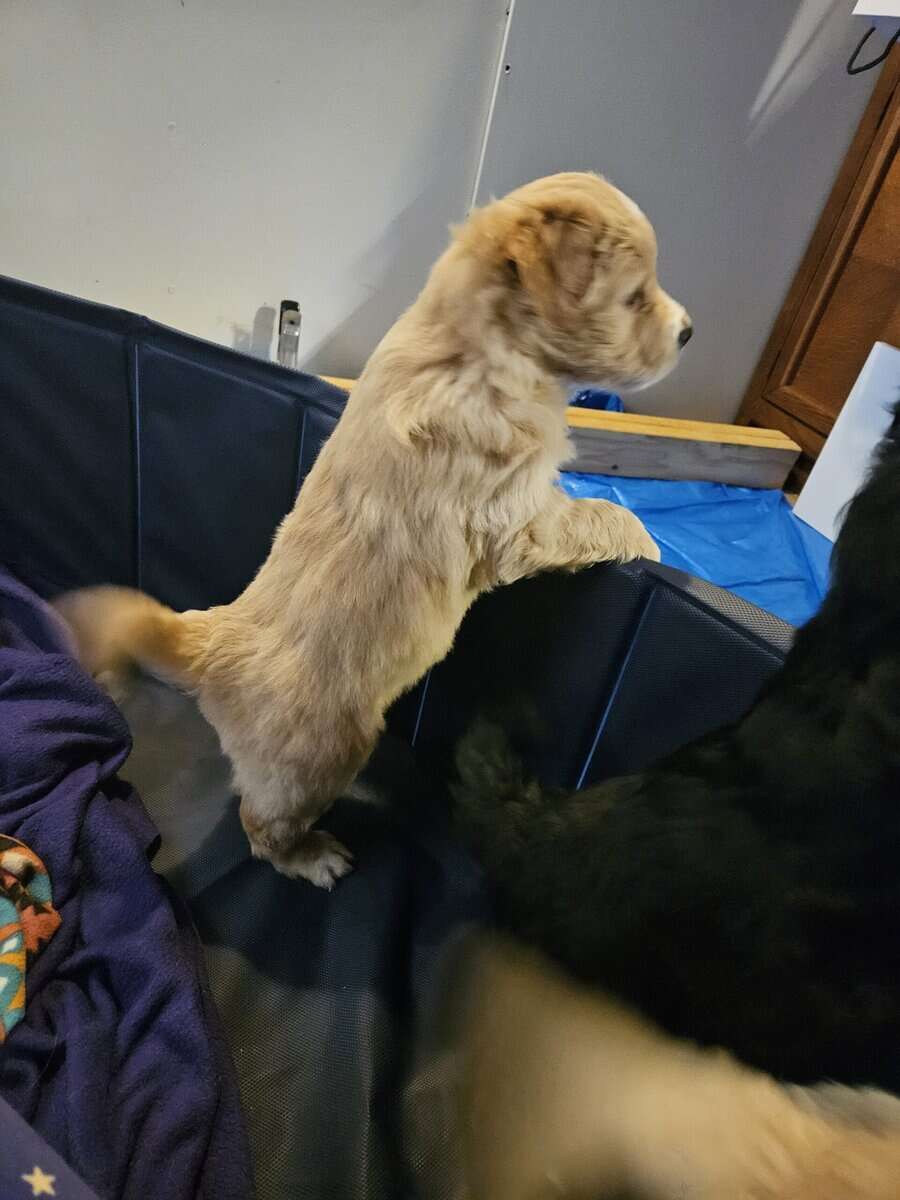 Golden Retriever mix image 5