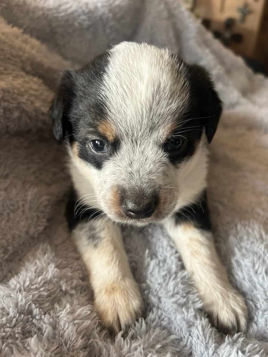 Adorable Australian Heeler pups image 14